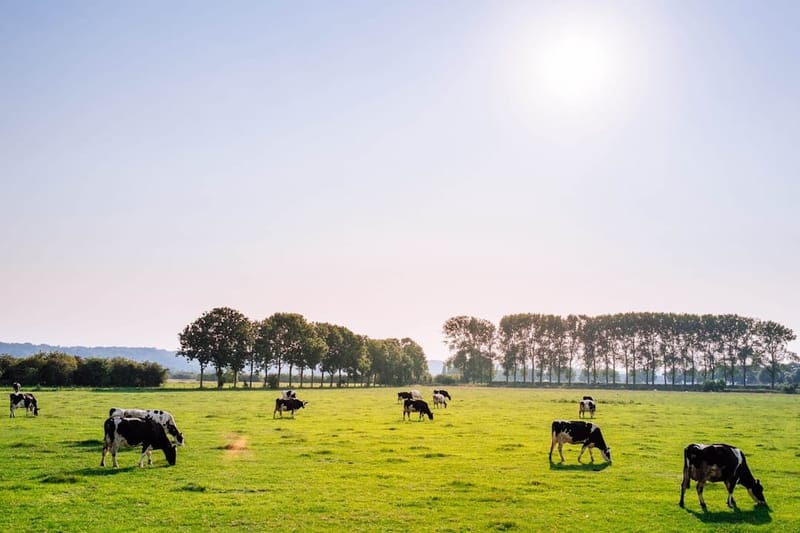First European Case of Bird Flu in a Dairy Cow Found in the Netherlands post image