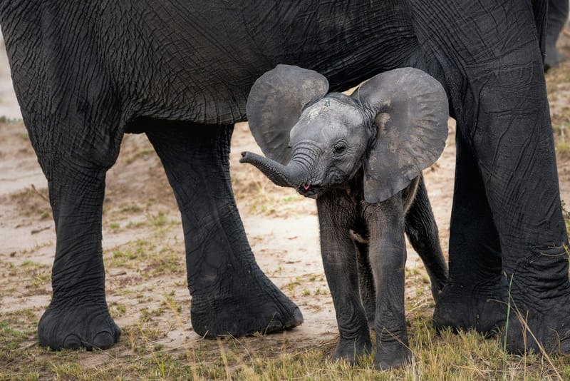 New Elephant Calf Born at Amsterdam’s Zoo, Public Invited to Name It post image