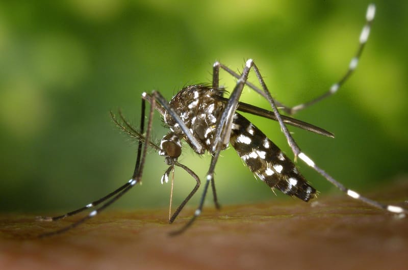 Tiger Mosquito Likely to Become Permanent Resident of Netherlands Within Five Years post image